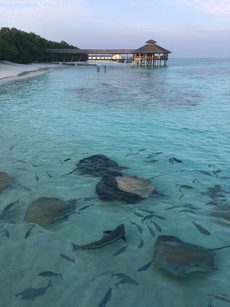 Stingrays gather for feeding time