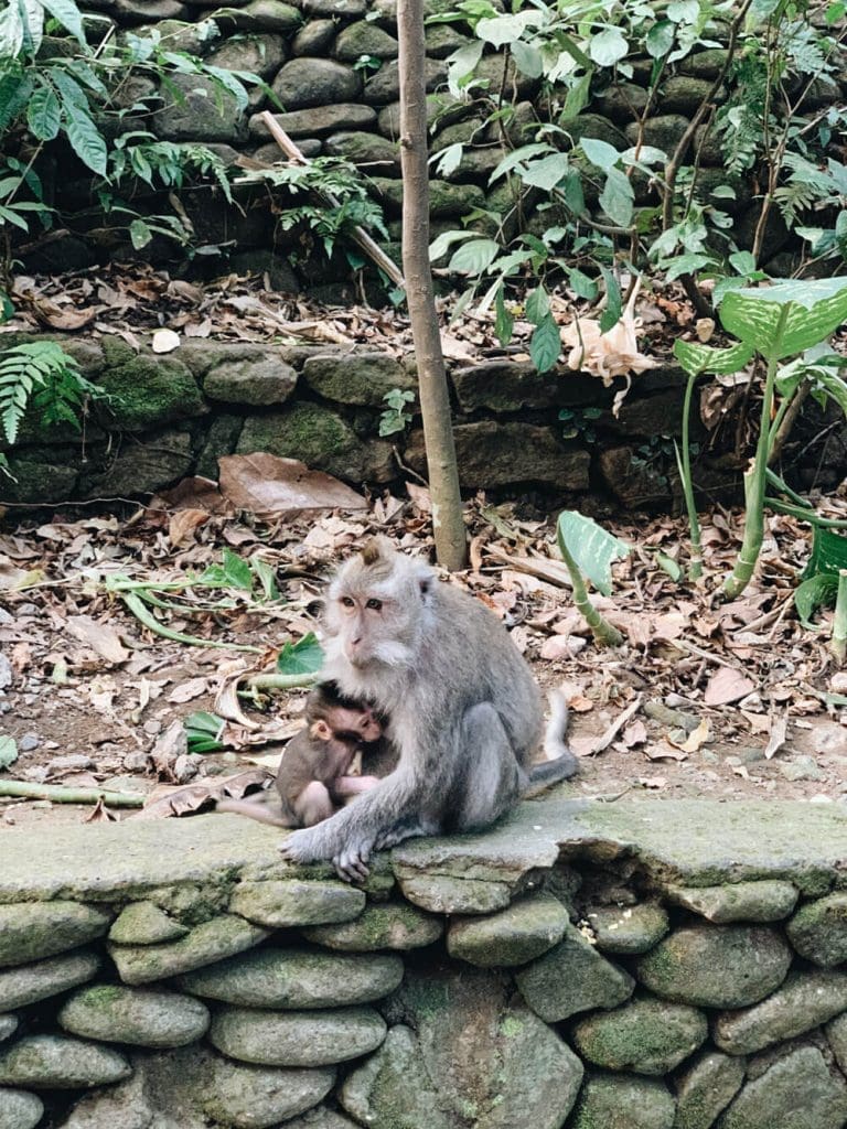 Mother monkey holding baby monkey at the Ubud Monkey Forest