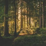 Nature Beauty Captions Forest Background Header