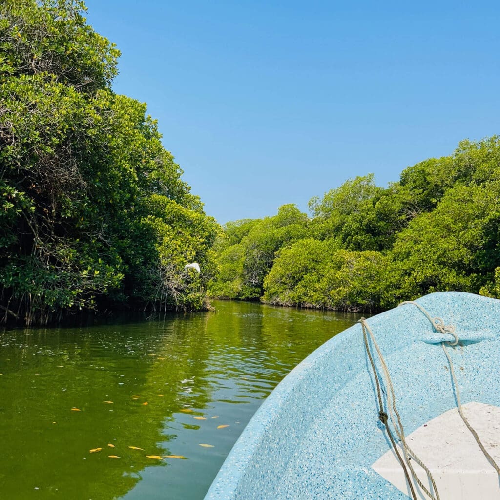 Boat through mangroves