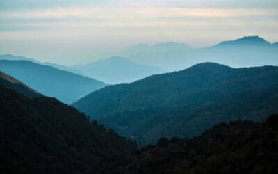 The Himalayan Street Dog: Covering the Distance between Compassion and Sustainable Change